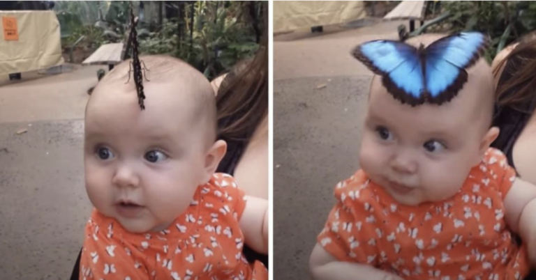 Butterfly Lands On Baby’s Head And Opens Its Wings To Form Dazzling Hat