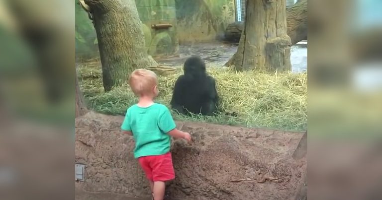 Toddler and baby gorilla lock eyes then begin playing game no one can ignore