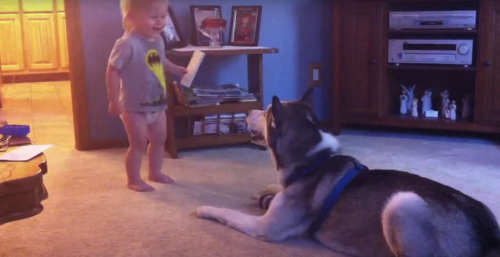 Excited Toddler Talks To Husky. Seconds Later, They’re Having A Heated Conversation.