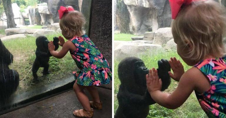 Mom’s video of baby gorilla playing “patty cake” with 2-year-old shows we have much in common