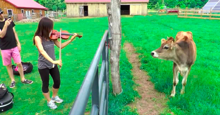 4 Teens Play Impromptu Classical Concert For Cows