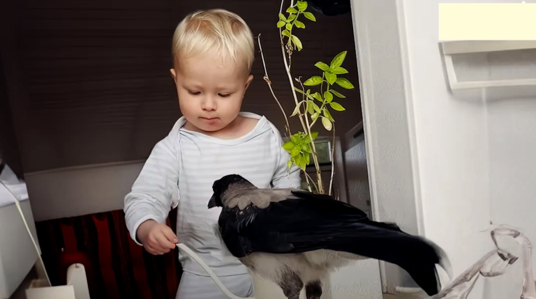 Faithful crow, rescued by boy, waits for him to get home from school every day