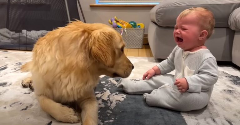 Dog accidentally makes baby cry but his sweet ‘apology’ is melting hearts