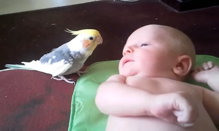 Musical Cockatiel Serenades Happy Baby.