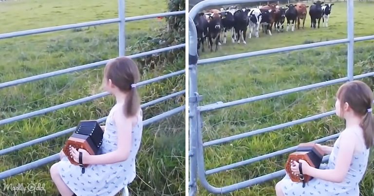 Experience the Musical Spell of a Little Girl’s Accordion on a Herd of Cows