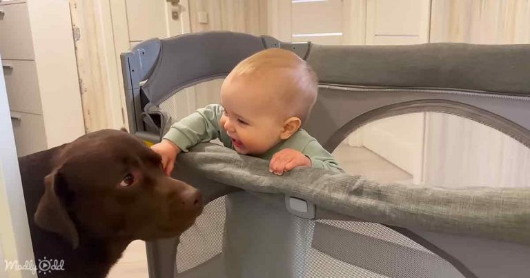 Baby happy to reunite with his special dog