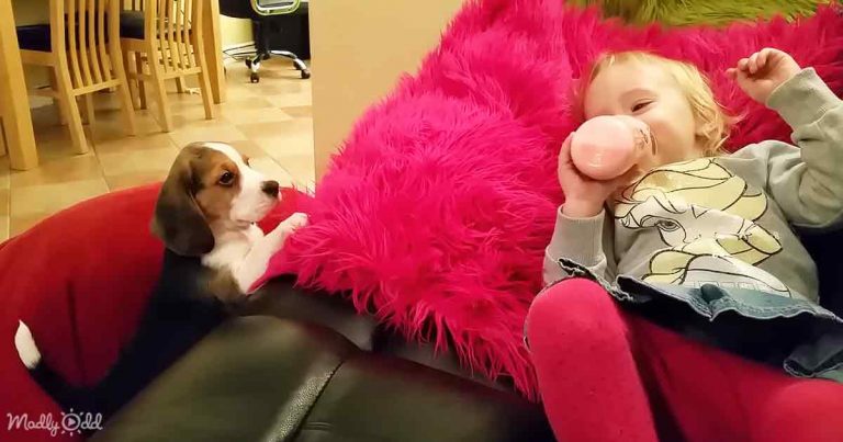 “Fur-tastic” Beagle’s hilarious attempt to climb on the couch