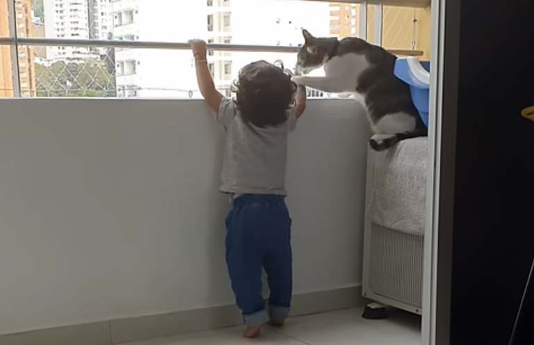 A Child Aged 1 Year and 2 Months is Protected By His Pet