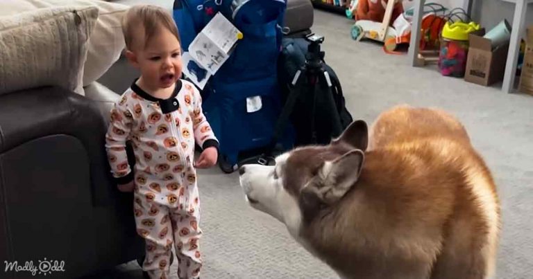 Discover the charming signs your child is being raised by huskies