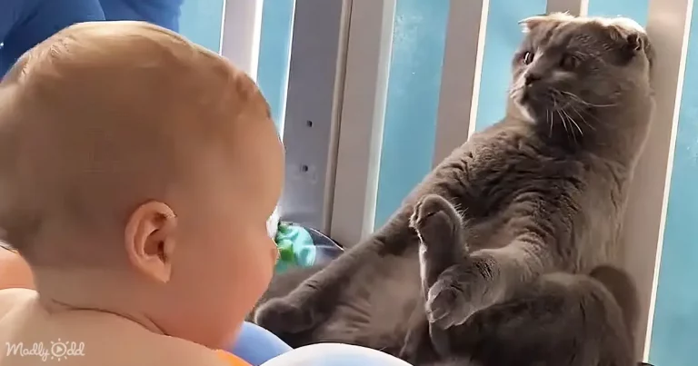 Quick-Thinking Cat Freezes to Dodge Baby On the Move