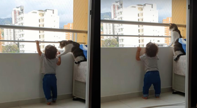 A Child Aged 1 Year and 2 Months is Protected By His Pet