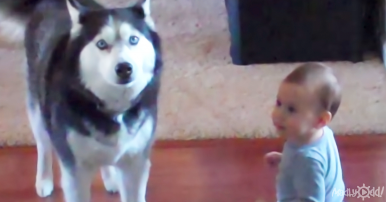 A Husky and a Baby Have a Conversation, Or Maybe It’s More Like an Opera