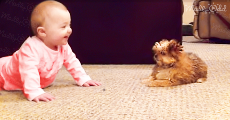 ‘Shorkie’ Puppy Has Crazy Reaction to Meeting Newborn Baby Sister — and It’s Mutual!