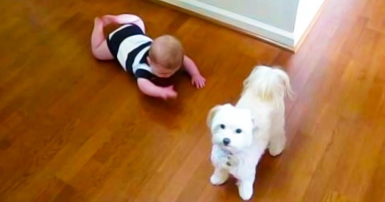 Dog Starts Dancing, But I Wasn’t Expecting the Baby to React Like This! Adorable!