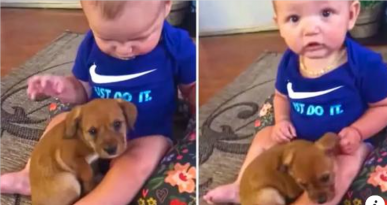 8-month-old Liam has never been around a puppy before. This is the first time he meets 2-month-old Ollie.