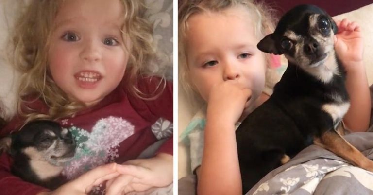 Woman’s told senior chihuahua ‘hates kids’ but then she introduces him to daughters