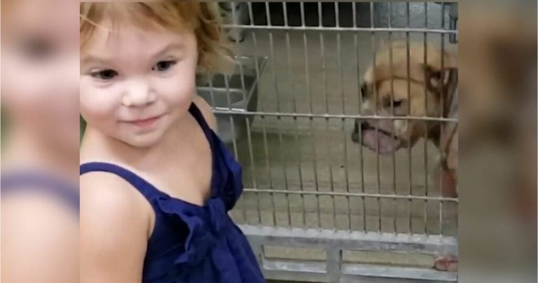 2-year-old at the shelter spots a sick shy pitbull, her words that follow melt hearts worldwide