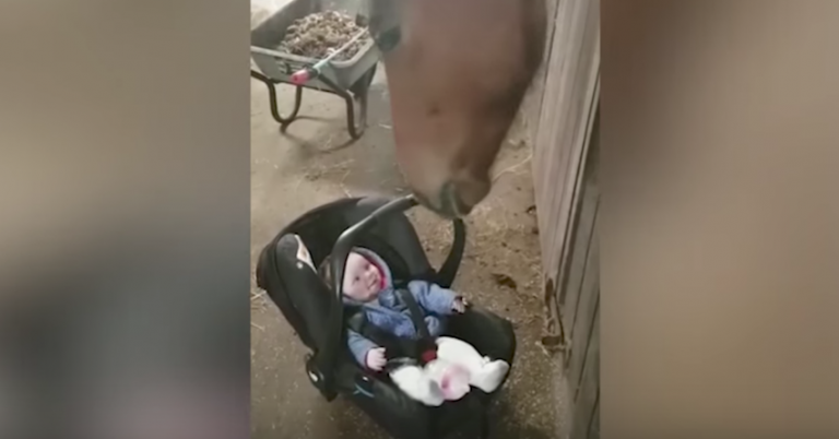 The horse’s paternal instincts come to the forefront as it assists in caring for the restless infant.