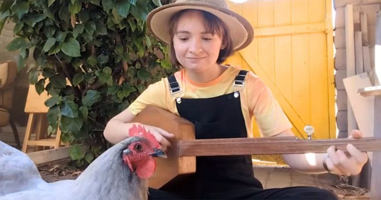 Girl begins performing ‘Down in the River to Pray’ on banjo but then chicken steals the show