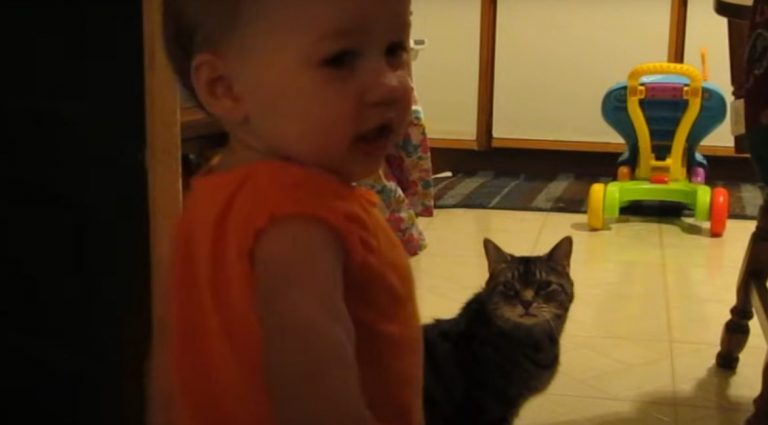 The father has filmed the reunion of her daughter and her cat every morning. This is very touching