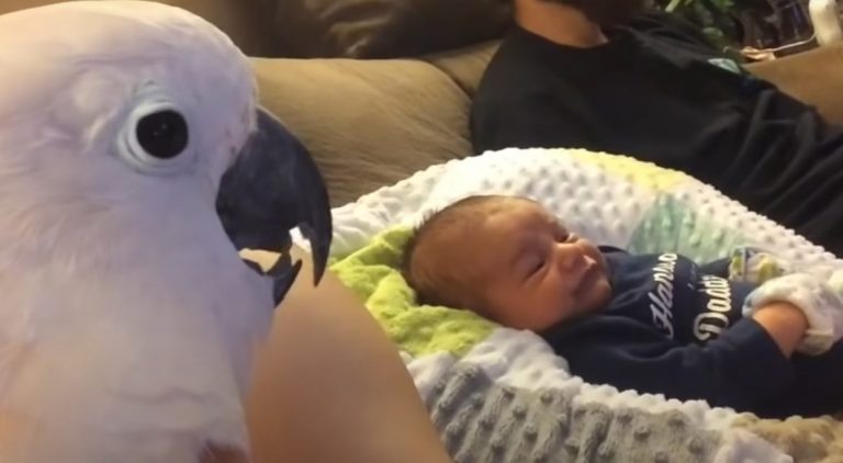 The baby cried and the bird decided to comfort him in his own way and moved everyone on social media