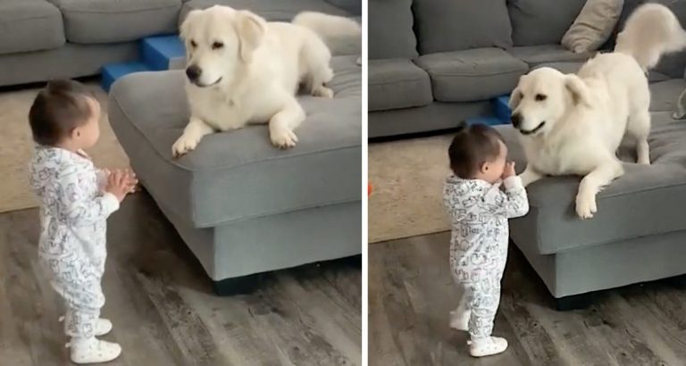 A Dog Witnessing Baby Sister’s First Steps Reacts with Surprise