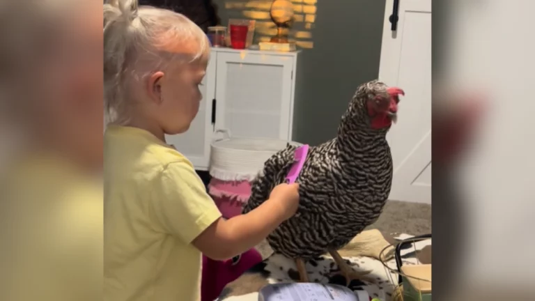 Adorable: Toddler Enjoys Some “Girl Time” With Her Feathered BFF