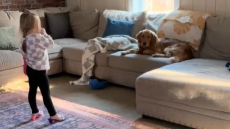 Golden Retriever Is Less Than Thrilled With Little Girl’s Performance