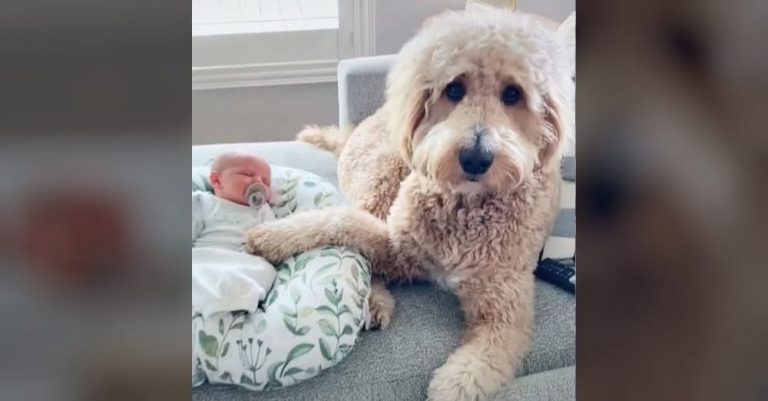 Goldendoodle meets baby brother and it quickly turns into the most heart-melting footage