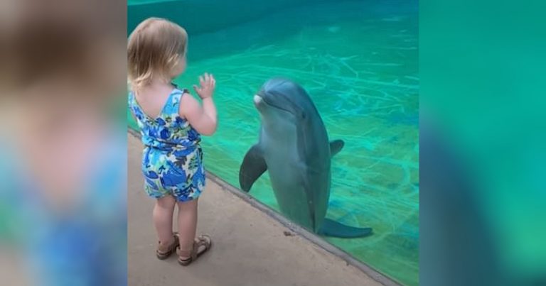 Dolphin swims up to little girl and the most adorable scene unfolds