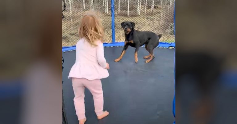 Dog joins toddler on trampoline and hilariously can’t contain its excitement