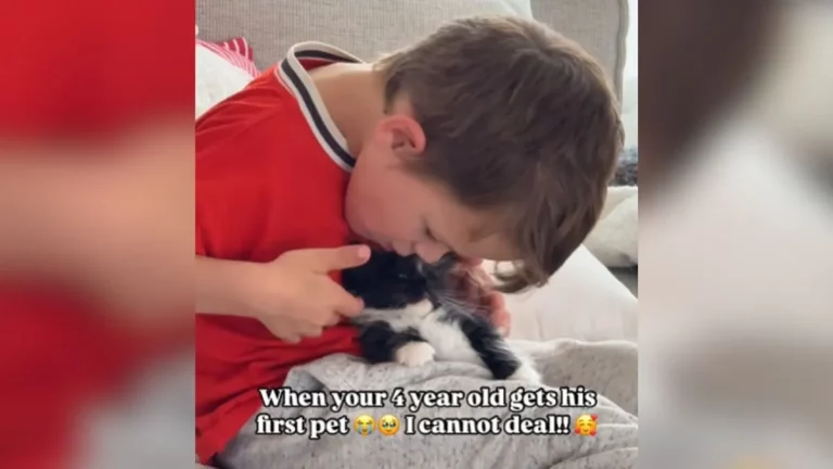 Precious: 4-Year-Old And His New Kitten Are The Picture Of Brotherly Purrfection