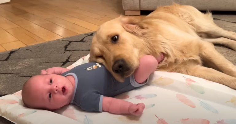 Golden retriever melts hearts adorably ‘adopting’ little baby as his own