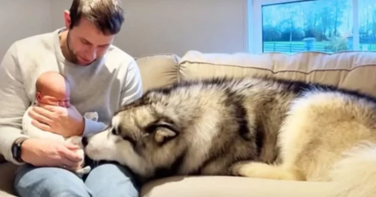 Gigantic husky has ‘adorable’ first meeting with tiny baby brother