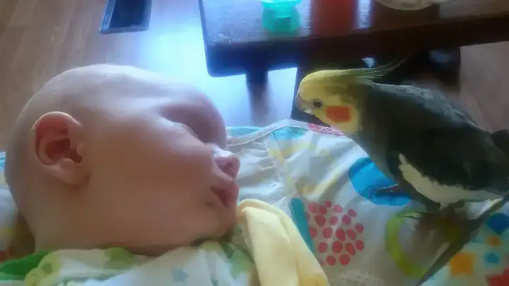 Cockatiel Giving Kisses and Singing to Sleepy Baby Will Make Your Day